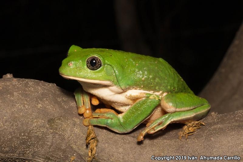 Mexican Leaf Frog (Pachymedusa dacnicolor)