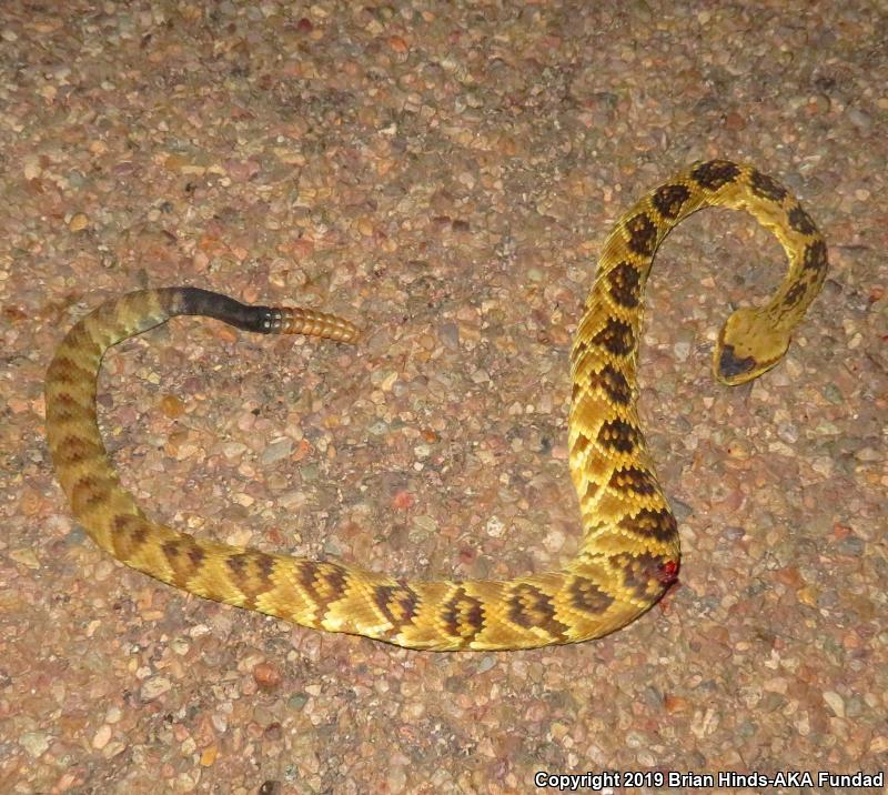 Northern Black-tailed Rattlesnake (Crotalus molossus molossus)