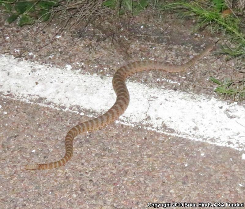 Tiger Rattlesnake (Crotalus tigris)