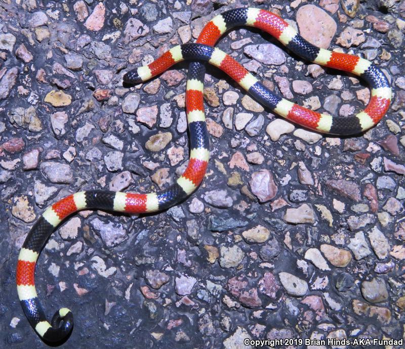 Arizona Coralsnake (Micruroides euryxanthus euryxanthus)