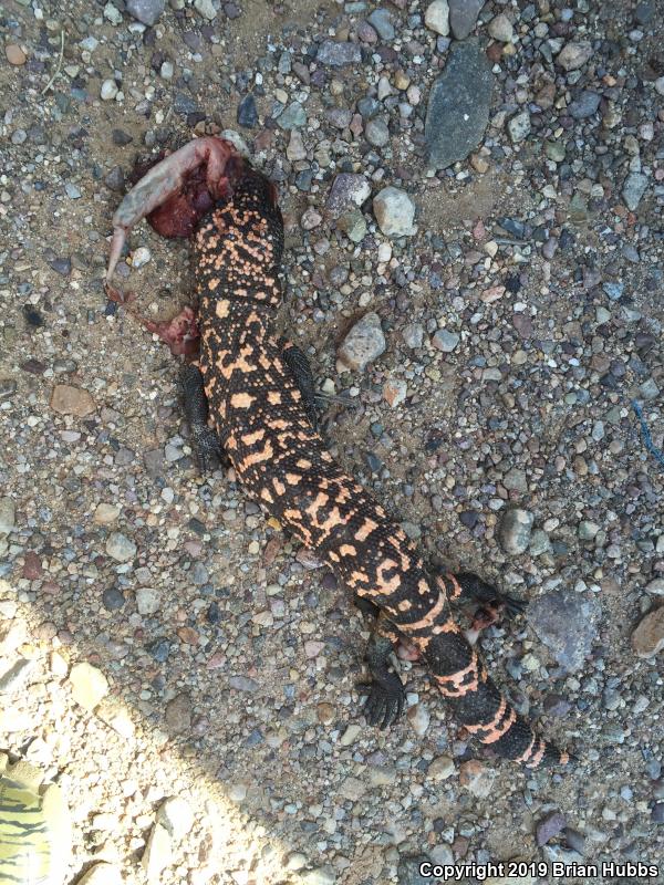 Reticulate Gila Monster (Heloderma suspectum suspectum)