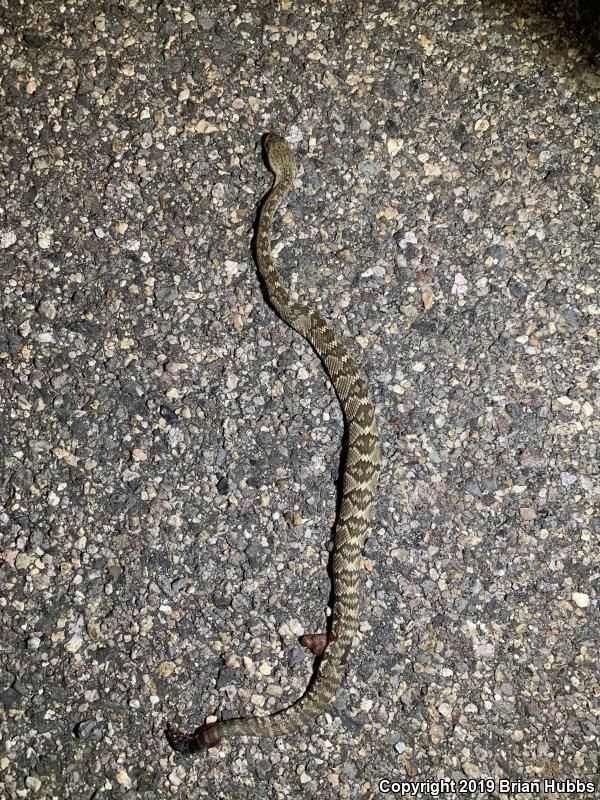 Northern Black-tailed Rattlesnake (Crotalus molossus molossus)