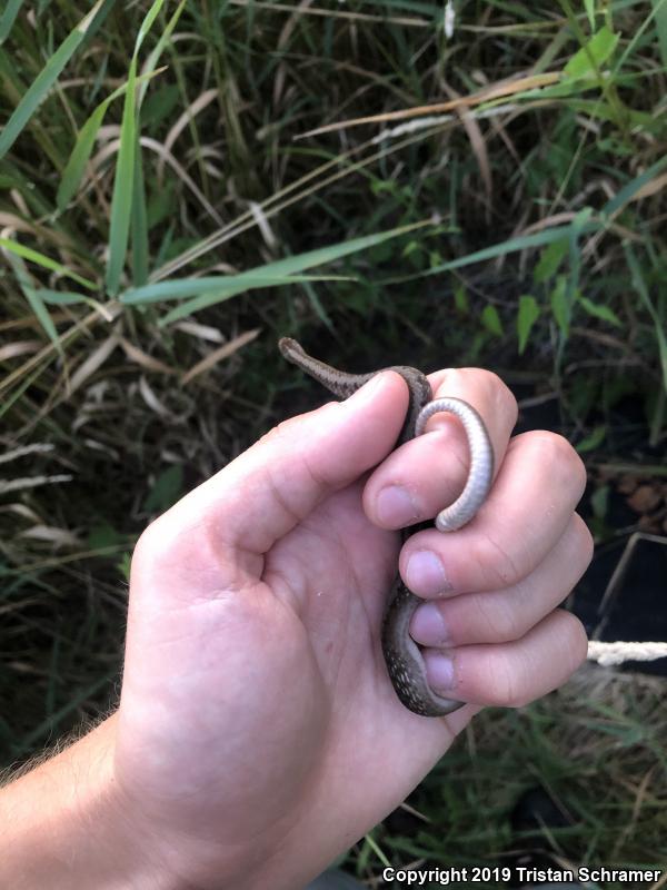 Midland Brownsnake (Storeria dekayi wrightorum)