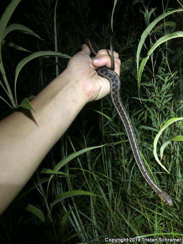 Chicago Gartersnake (Thamnophis sirtalis semifasciatus)