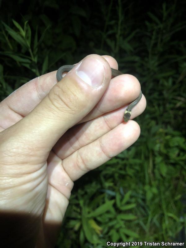 Midland Brownsnake (Storeria dekayi wrightorum)