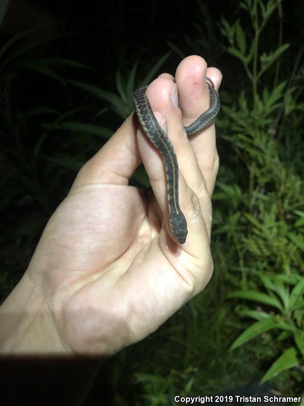 Chicago Gartersnake (Thamnophis sirtalis semifasciatus)