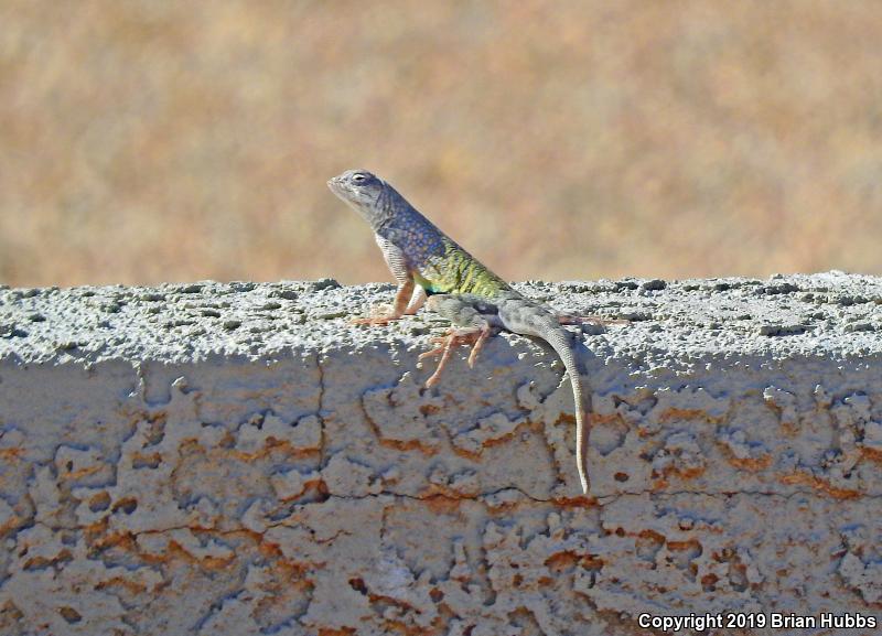 SouthWestern Earless Lizard (Cophosaurus texanus scitulus)