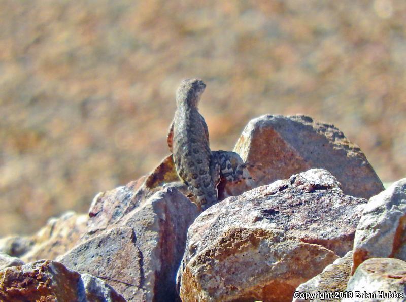 SouthWestern Earless Lizard (Cophosaurus texanus scitulus)