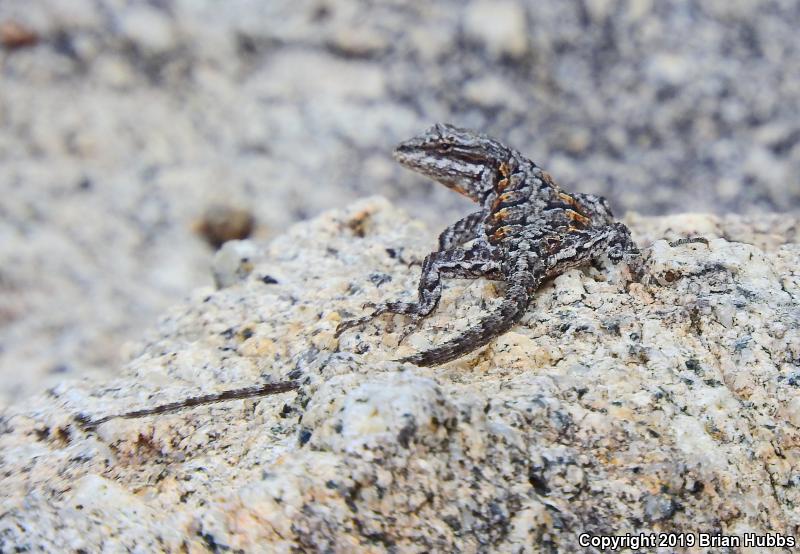 Ornate Tree Lizard (Urosaurus ornatus)