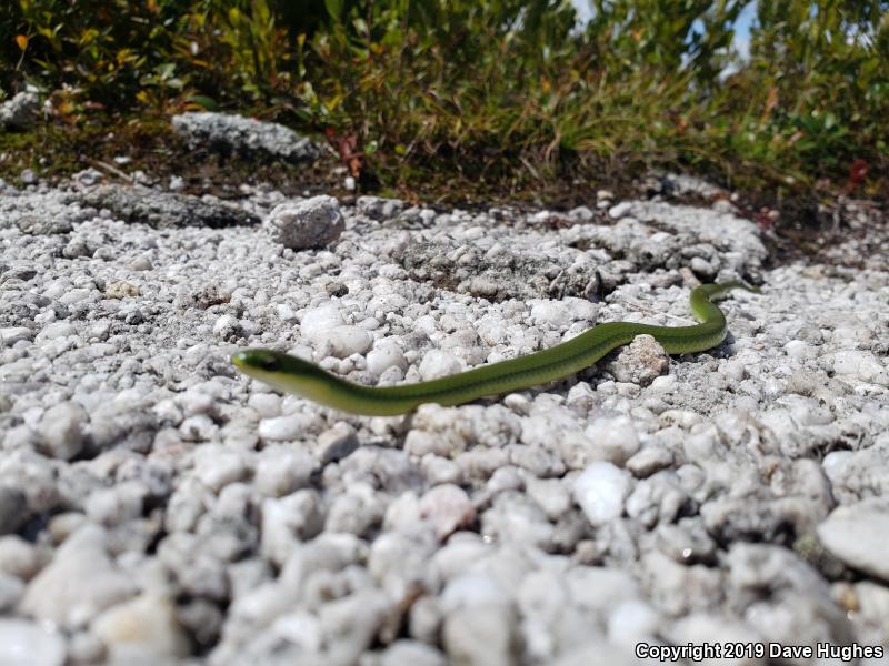 Eastern Smooth Greensnake (Opheodrys vernalis vernalis)