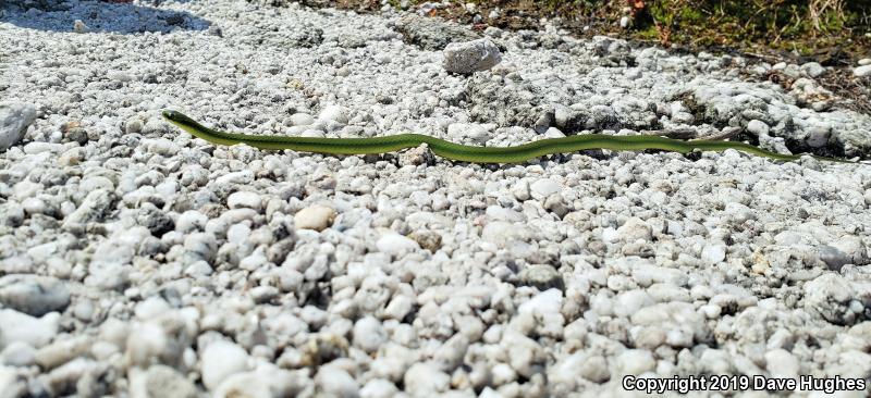 Eastern Smooth Greensnake (Opheodrys vernalis vernalis)