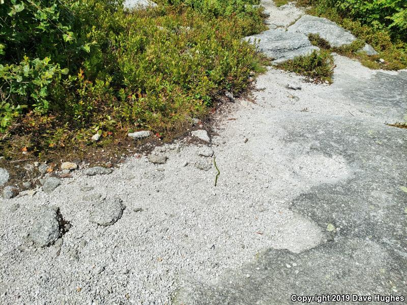 Eastern Smooth Greensnake (Opheodrys vernalis vernalis)