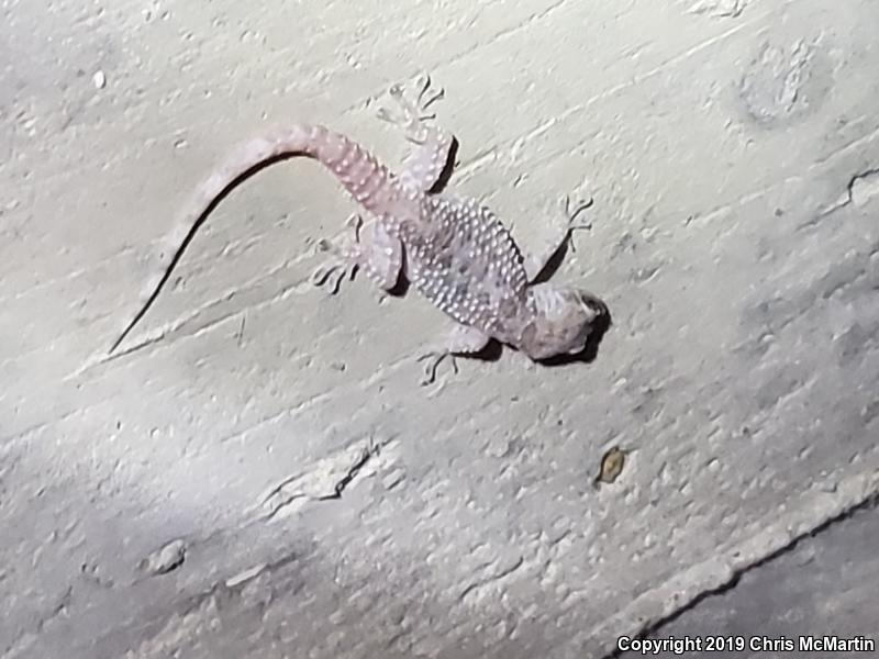 Turkish House Gecko (Hemidactylus turcicus turcicus)