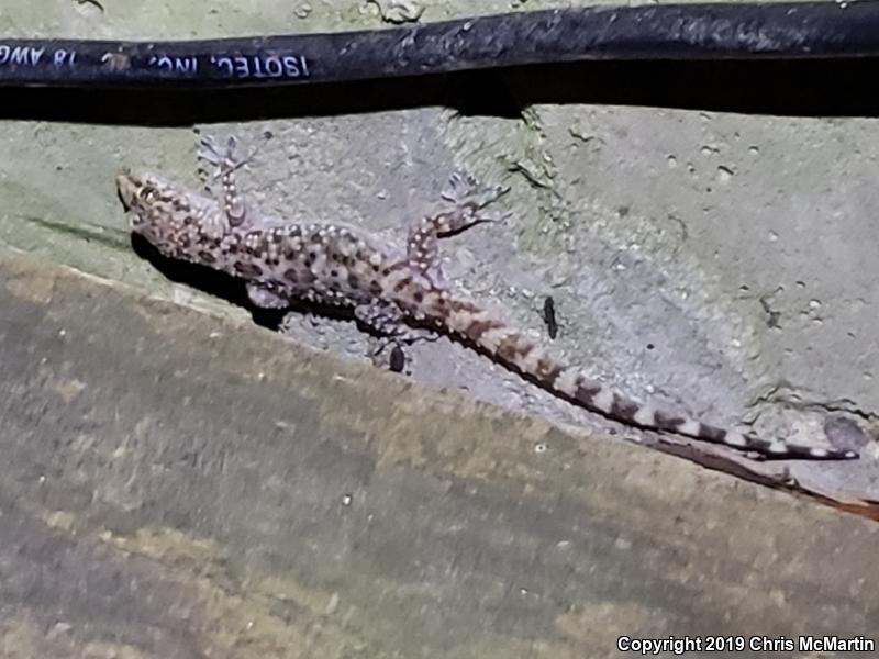 Turkish House Gecko (Hemidactylus turcicus turcicus)