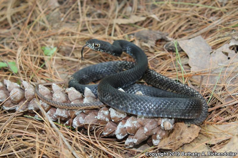 Eastern Coachwhip (Coluber flagellum flagellum)