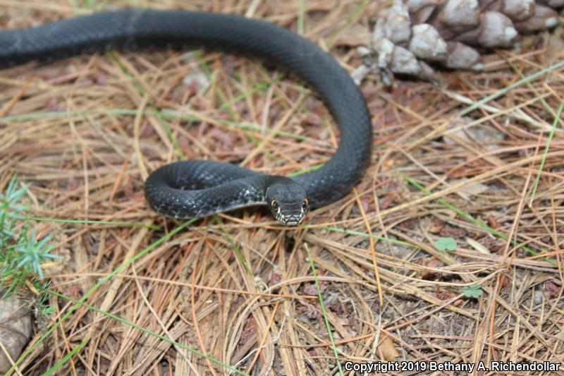 Eastern Coachwhip (Coluber flagellum flagellum)