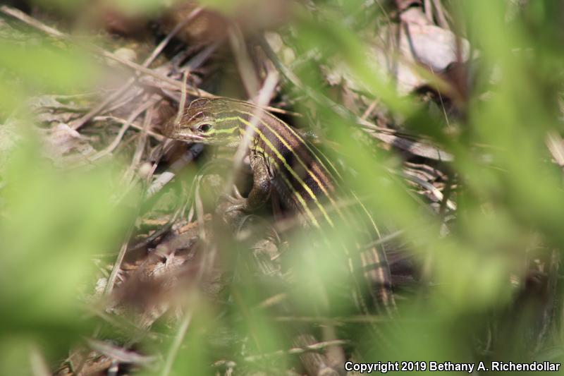 Prairie Racerunner (Aspidoscelis sexlineata viridis)