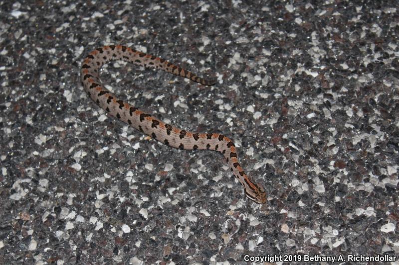 Western Pigmy Rattlesnake (Sistrurus miliarius streckeri)