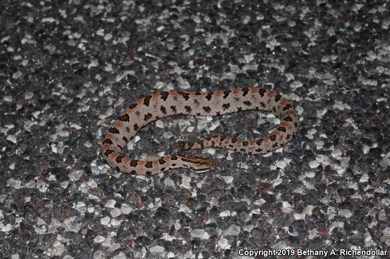 Western Pigmy Rattlesnake (Sistrurus miliarius streckeri)