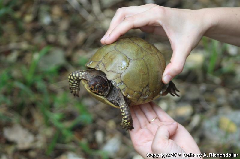 Three-toed Box Turtle (Terrapene carolina triunguis)