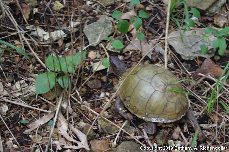 Three-toed Box Turtle (Terrapene carolina triunguis)