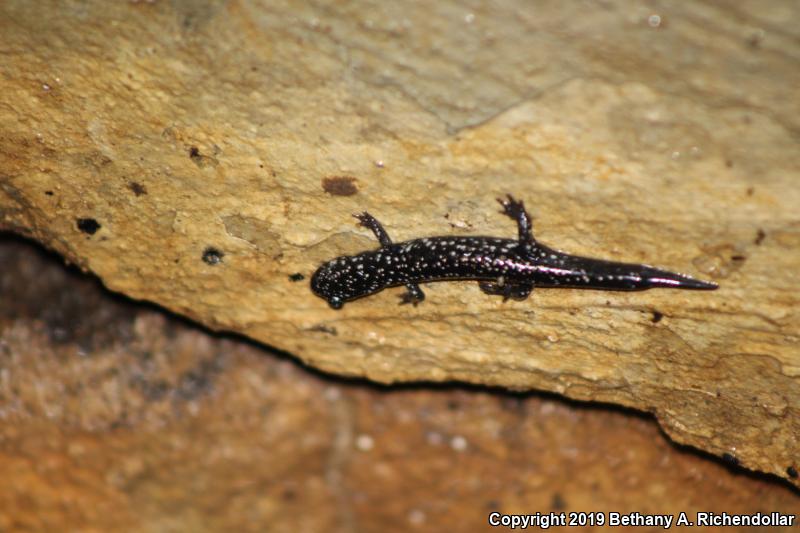 Western Slimy Salamander (Plethodon albagula)