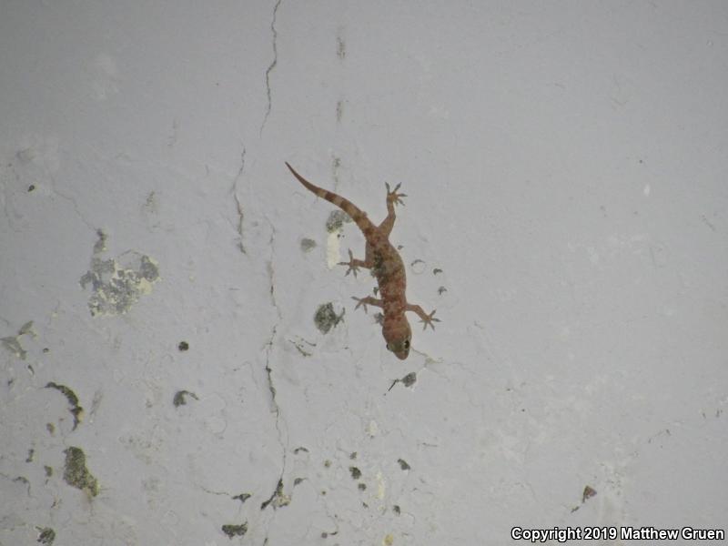 Mediterranean House Gecko (Hemidactylus turcicus)