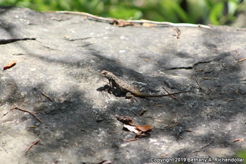 Prairie Lizard (Sceloporus consobrinus)