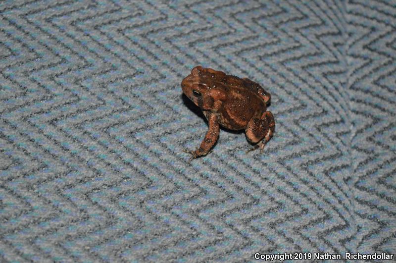 Dwarf American Toad (Anaxyrus americanus charlesmithi)