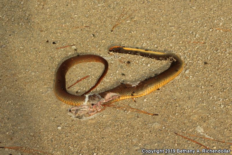 Red-bellied Watersnake (Nerodia erythrogaster erythrogaster)