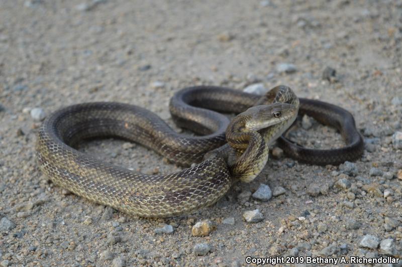 Yellow Ratsnake (Pantherophis obsoletus quadrivittatus)