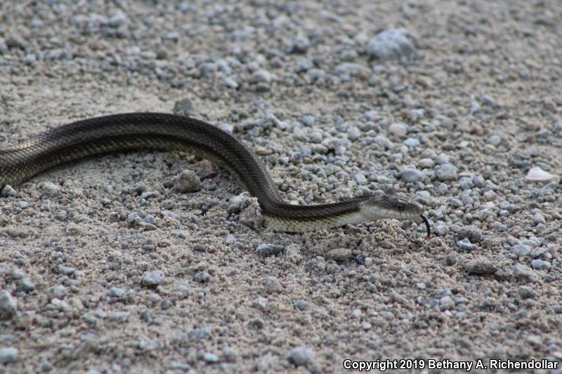 Yellow Ratsnake (Pantherophis obsoletus quadrivittatus)