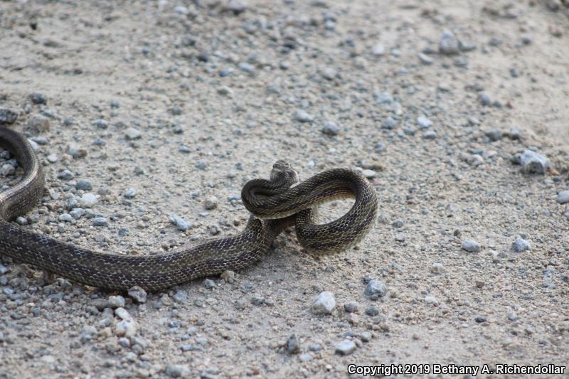 Yellow Ratsnake (Pantherophis obsoletus quadrivittatus)