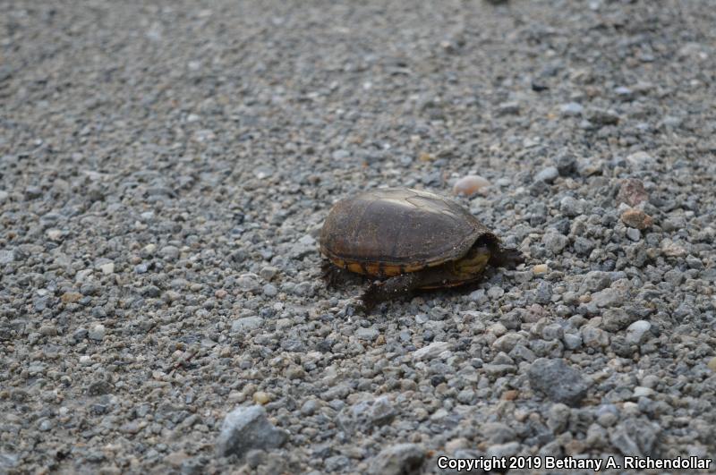 Eastern Mud Turtle (Kinosternon subrubrum subrubrum)