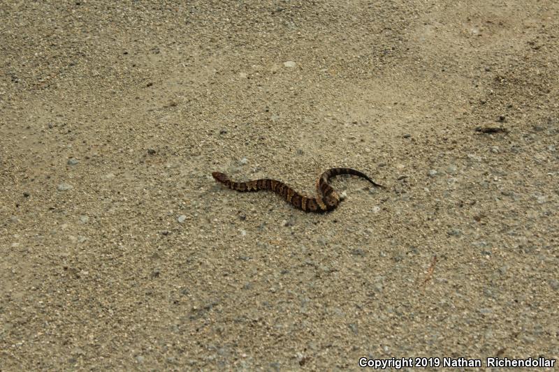 Eastern Cottonmouth (Agkistrodon piscivorus piscivorus)