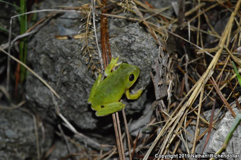 Squirrel Treefrog (Hyla squirella)