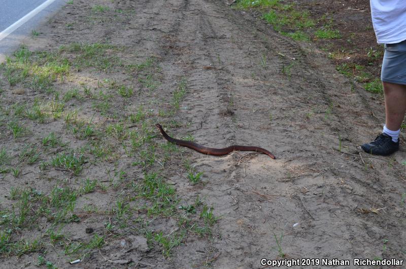 Red-bellied Watersnake (Nerodia erythrogaster erythrogaster)