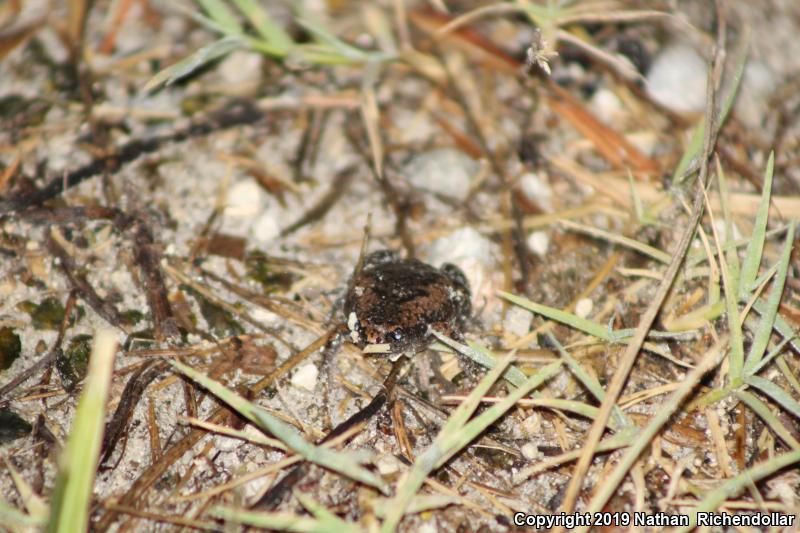 Eastern Narrow-mouthed Toad (Gastrophryne carolinensis)