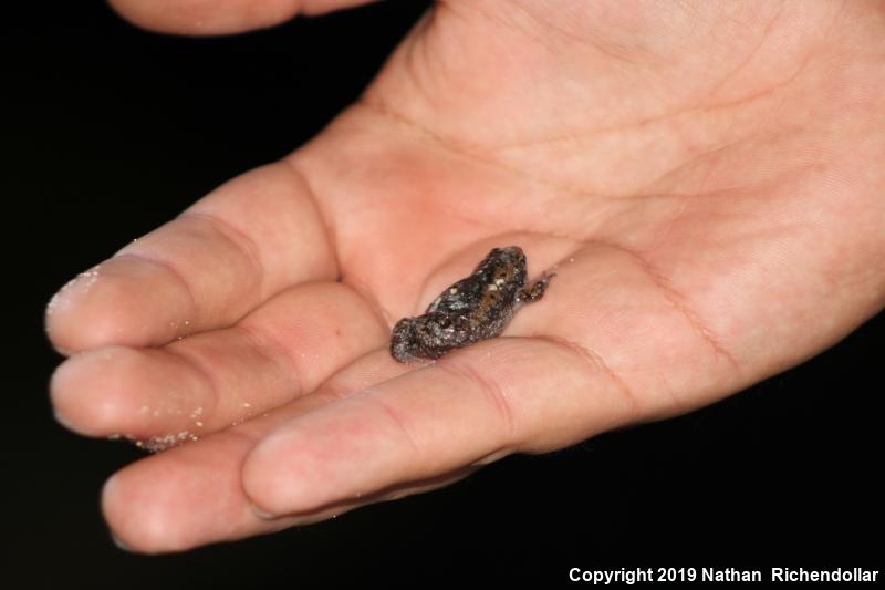 Eastern Narrow-mouthed Toad (Gastrophryne carolinensis)