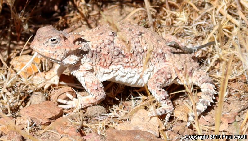 Northern Desert Horned Lizard (Phrynosoma platyrhinos platyrhinos)