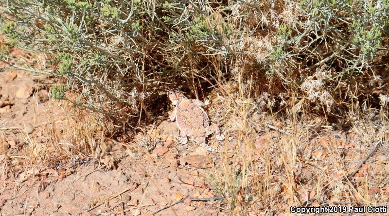 Northern Desert Horned Lizard (Phrynosoma platyrhinos platyrhinos)