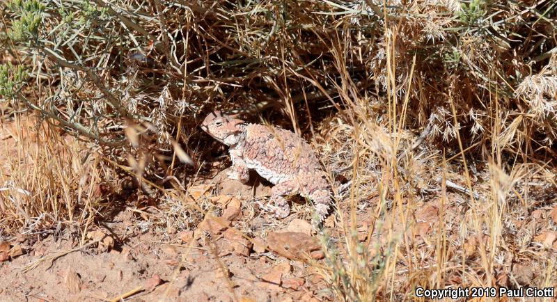 Northern Desert Horned Lizard (Phrynosoma platyrhinos platyrhinos)