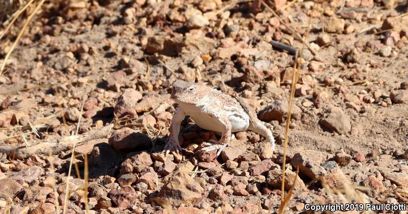 Northern Desert Horned Lizard (Phrynosoma platyrhinos platyrhinos)