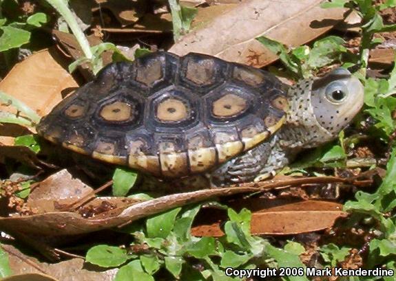 Ornate Diamond-backed Terrapin (Malaclemys terrapin macrospilota)