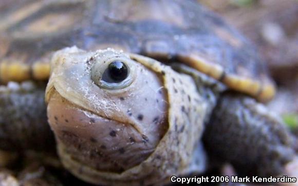 Ornate Diamond-backed Terrapin (Malaclemys terrapin macrospilota)