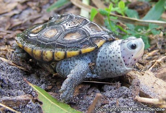 Ornate Diamond-backed Terrapin (Malaclemys terrapin macrospilota)