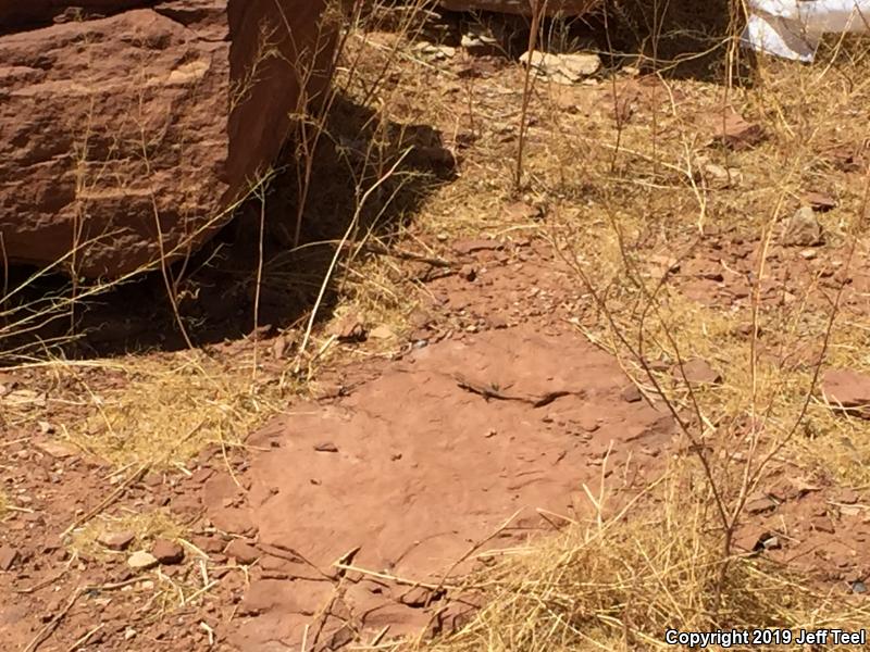 Plateau Side-blotched Lizard (Uta stansburiana uniformis)