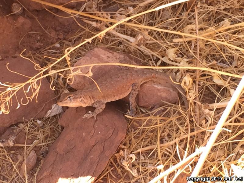 Plateau Side-blotched Lizard (Uta stansburiana uniformis)