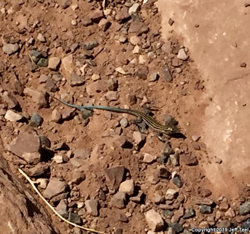 Plateau Striped Whiptail (Aspidoscelis velox)