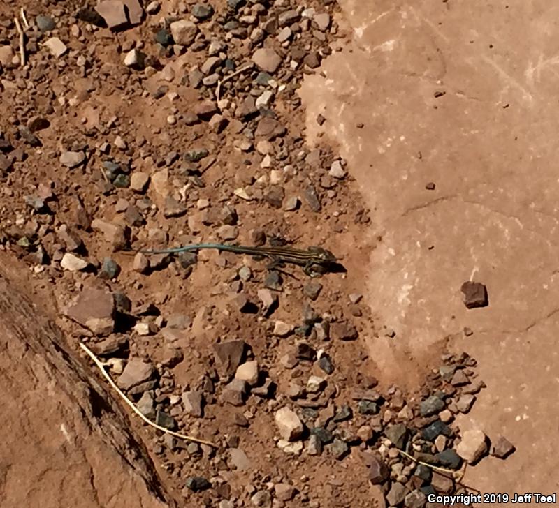 Plateau Striped Whiptail (Aspidoscelis velox)